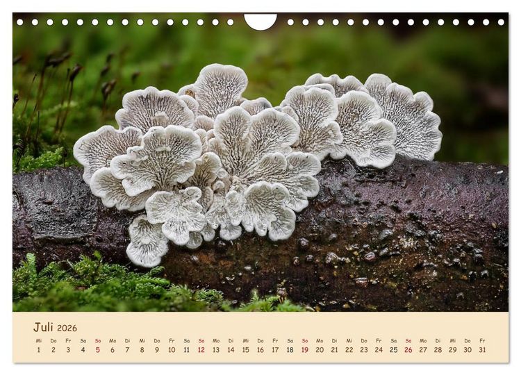 Produktbild: Pilzgalerie - Eindrucksvolle Aufnahmen von unseren heimischen Pilzen (Wandkalender 2026 DIN A4 quer), CALVENDO Monatskalender