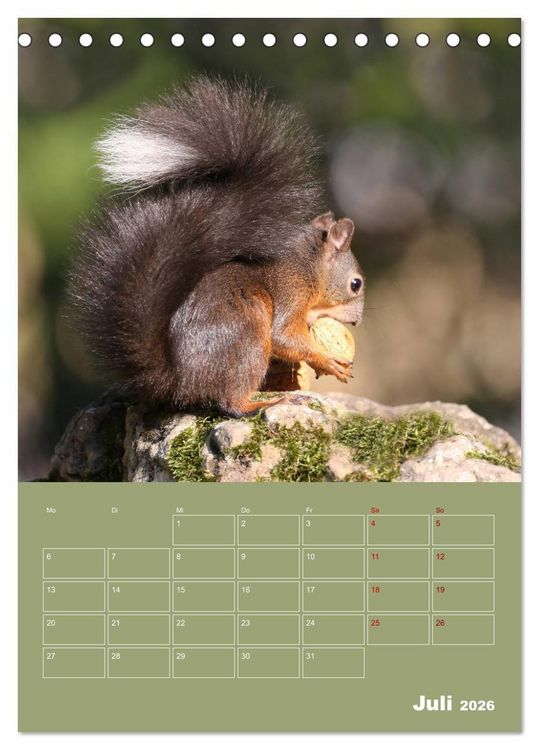 Produktbild: Eichh&ouml;rnchen - Planer (Tischkalender 2026 DIN A5 hoch), CALVENDO Monatskalender