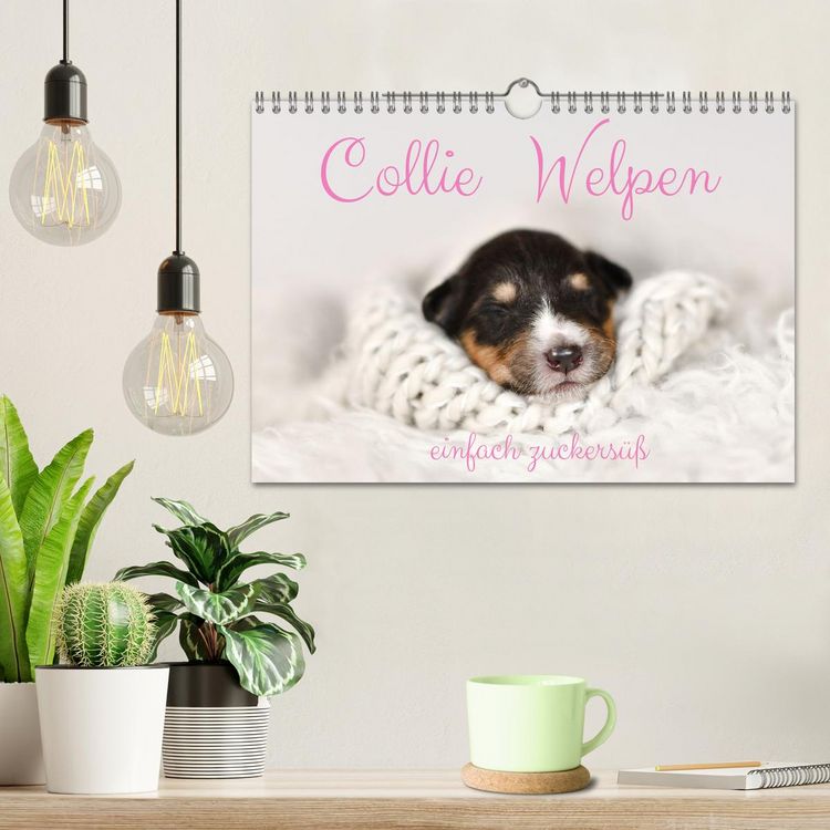 Produktbild: Collie Welpen einfach zuckers&uuml;&szlig; (Wandkalender 2026 DIN A4 quer), CALVENDO Monatskalender