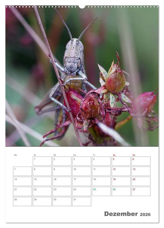Produktbild: Helden in der Natur (hochwertiger Premium Wandkalender 2026 DIN A2 hoch), Kunstdruck in Hochglanz