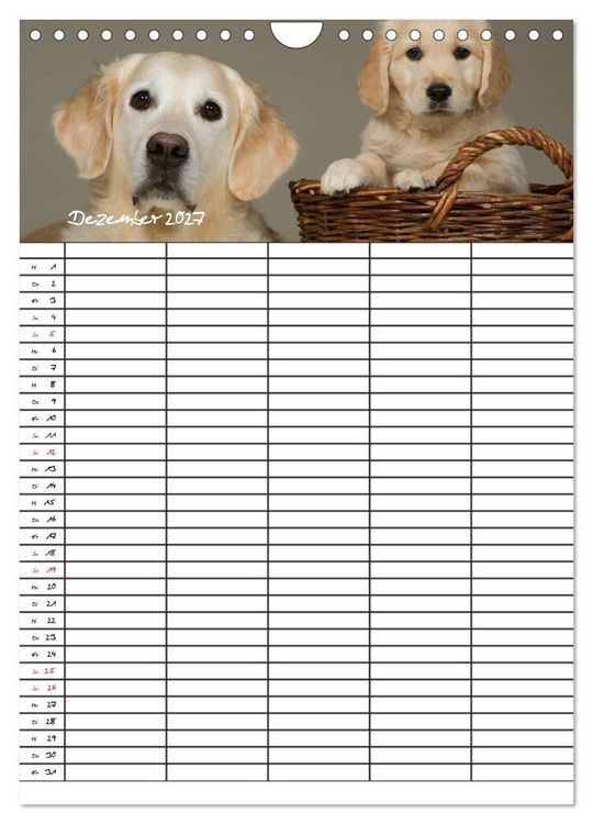 Produktbild: Familienplaner: Golden Retriever Welpen (Wandkalender 2027 DIN A4 hoch), CALVENDO Monatskalender