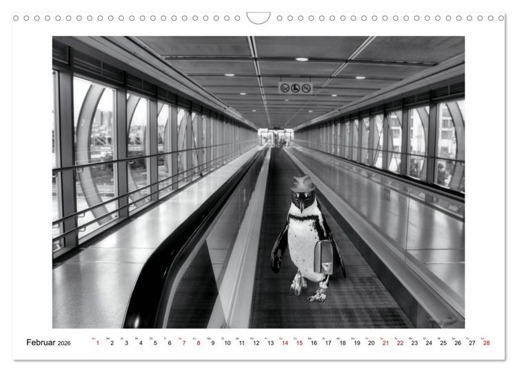 Produktbild: Pinguine privat (Wandkalender 2026 DIN A3 quer), CALVENDO Monatskalender