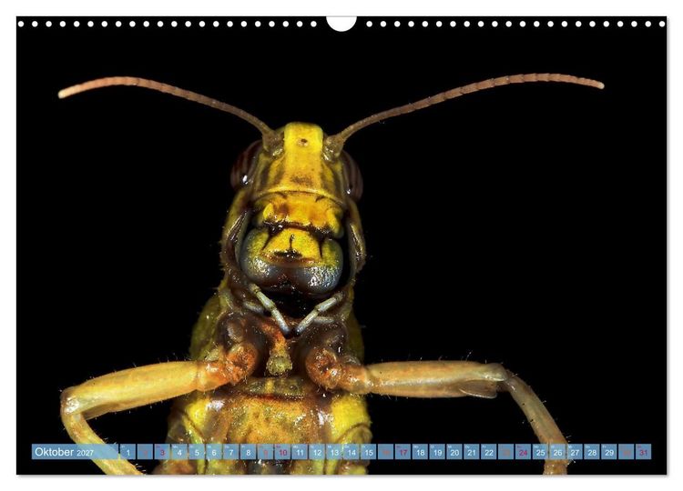 Produktbild: INSEKTENGESICHTER (Wandkalender 2027 DIN A3 quer), CALVENDO Monatskalender