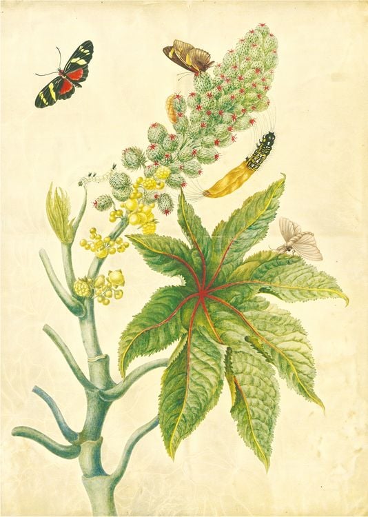 Produktbild: Maria Sibylla Merian &ndash; St. Petersburger Aquarelle (Jubil&auml;umsausgabe)