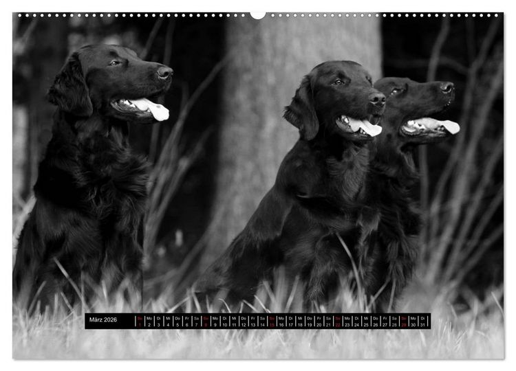 Produktbild: Flatcoated Retriever Black Edition (hochwertiger Premium Wandkalender 2026 DIN A2 quer), Kunstdruck in Hochglanz