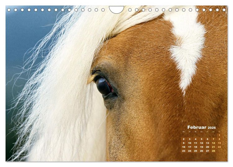 Produktbild: Haflinger: Die blonden Pferde von der Alm (Wandkalender 2026 DIN A4 quer), CALVENDO Monatskalender
