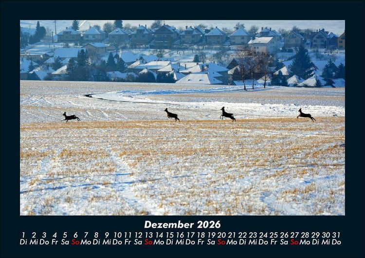 Produktbild: Bilder der Natur 2026 Fotokalender DIN A5