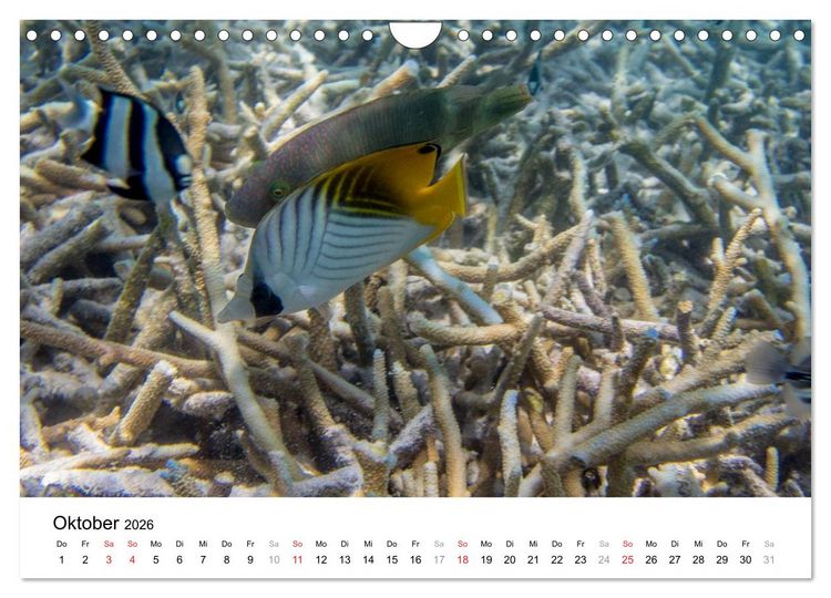Produktbild: Unterwasserwelt der Malediven III (Wandkalender 2026 DIN A4 quer), CALVENDO Monatskalender