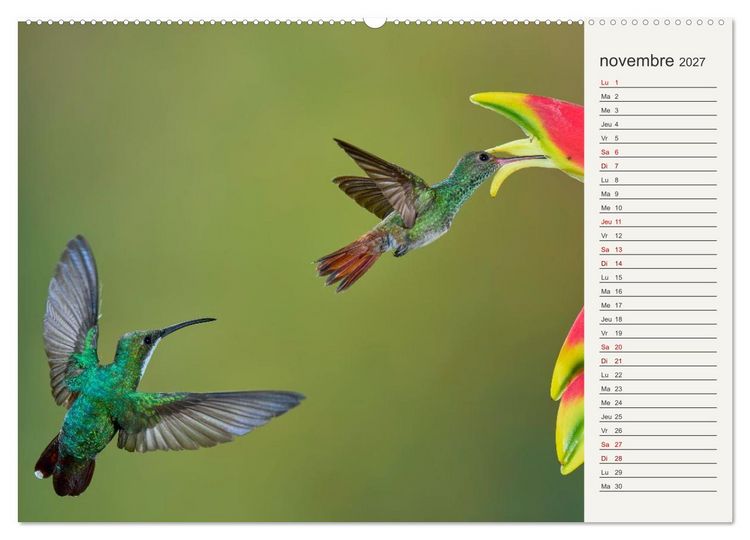 Produktbild: Colibris &ndash; &eacute;clats de nature (Calendrier mural 2027 DIN A2 vertical) calendrier de bureau