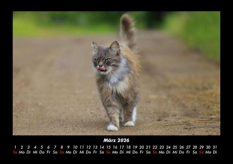 Produktbild: F&uuml;r Katzenfreunde 2026 Fotokalender DIN A3