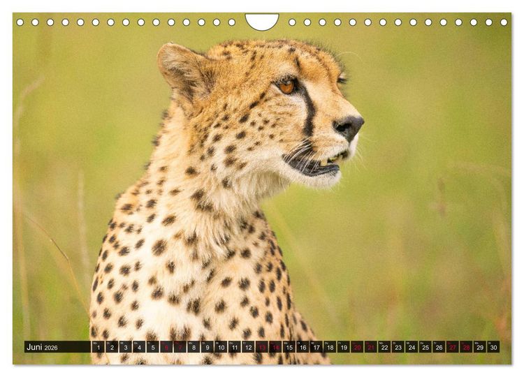 Produktbild: Safari Afrika (Wandkalender 2026 DIN A4 quer), CALVENDO Monatskalender