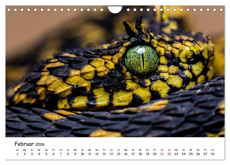 Produktbild: Mythos Schlangen (Wandkalender 2026 DIN A4 quer), CALVENDO Monatskalender