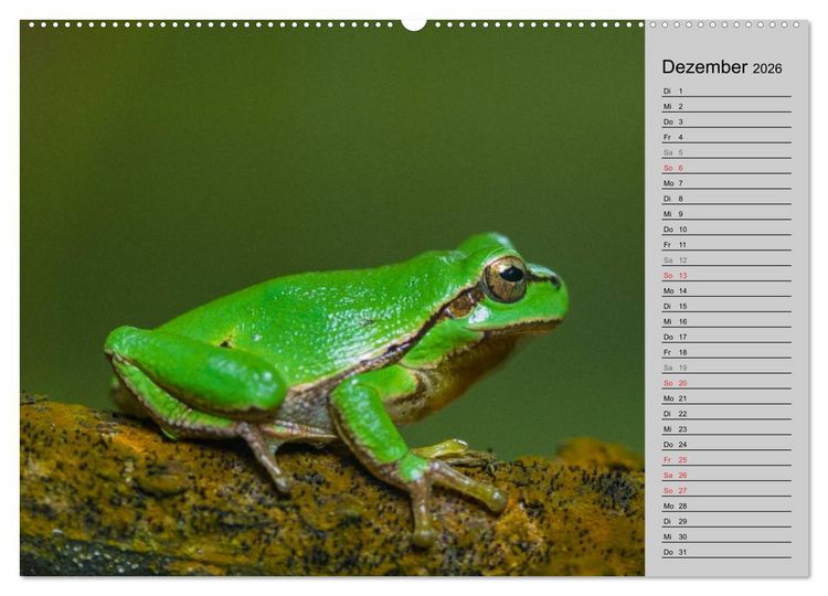 Produktbild: Salamander und Co. (Wandkalender 2026 DIN A2 quer), CALVENDO Monatskalender