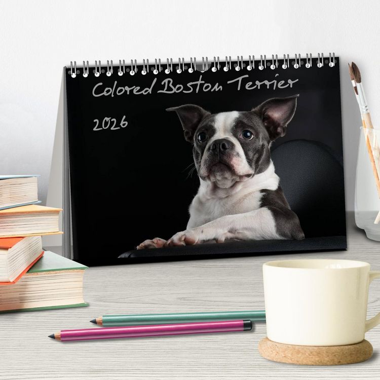 Produktbild: Colored Boston Terrier 2026 (Tischkalender 2026 DIN A5 quer), CALVENDO Monatskalender