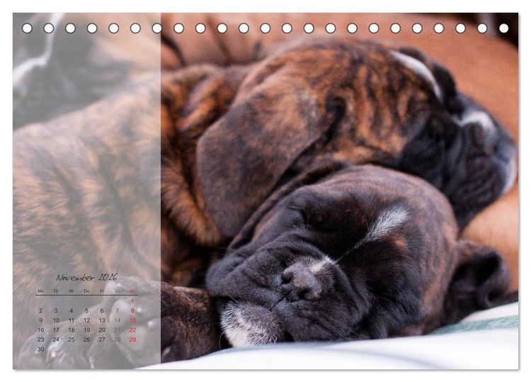 Produktbild: Deutscher Boxer 2026 (Tischkalender 2026 DIN A5 quer), CALVENDO Monatskalender