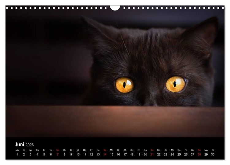 Produktbild: Schokoladige Britisch Kurzhaar Katzen (Wandkalender 2026 DIN A3 quer), CALVENDO Monatskalender