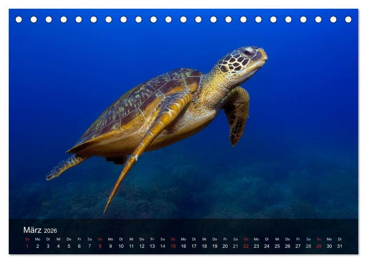 Produktbild: Schildkr&ouml;ten des Ozeans (Tischkalender 2026 DIN A5 quer), CALVENDO Monatskalender