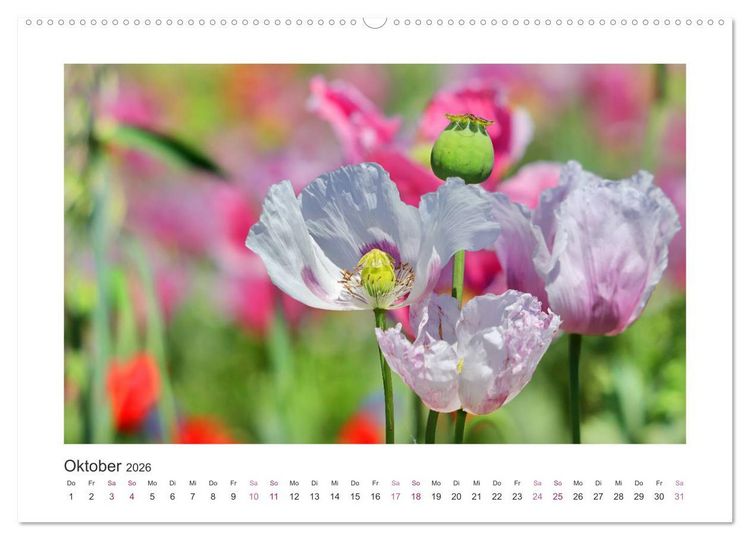 Produktbild: Mohn, Bl&uuml;tenzauber in Rosa, Pink und Wei&szlig; (Wandkalender 2026 DIN A2 quer), CALVENDO Monatskalender