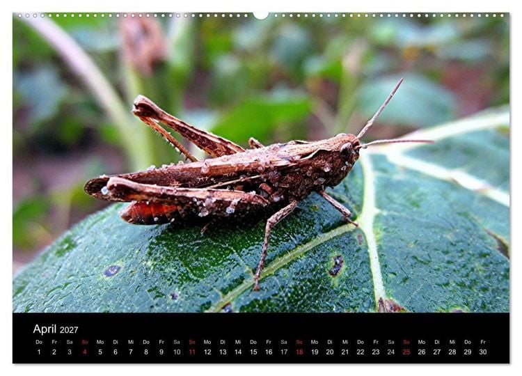 Produktbild: Makro-Kalender 2027 (Wandkalender 2027 DIN A2 quer), CALVENDO Monatskalender