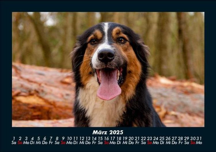 Produktbild: Hundezauber 2025 Fotokalender DIN A5