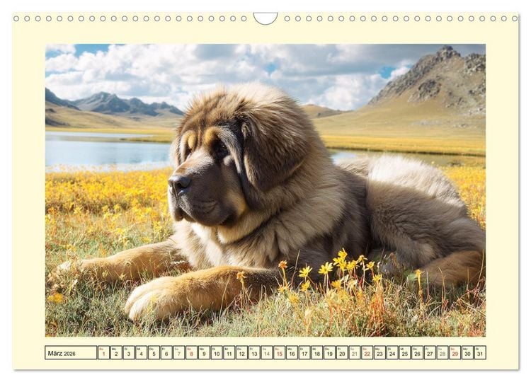 Produktbild: Tibet Mastiffs. Stolze Seelen im Wind der Berge (Wandkalender 2026 DIN A3 quer), CALVENDO Monatskalender