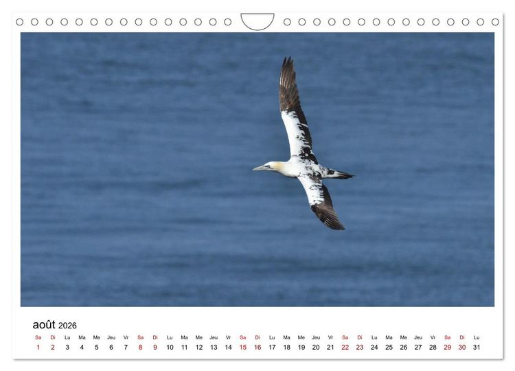 Produktbild: Fous de Bassan - Grands oiseaux marins (Calendrier mural 2026 DIN A4 vertical), CALVENDO calendrier mensuel
