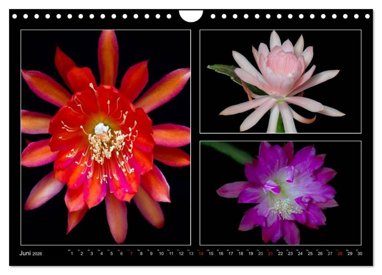 Produktbild: Epiphyllum-Hybriden (Wandkalender 2026 DIN A4 quer), CALVENDO Monatskalender