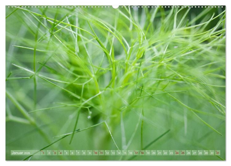 Produktbild: GR&Uuml;N Harmonie Wachstum Zufriedenheit (hochwertiger Premium Wandkalender 2026 DIN A2 quer), Kunstdruck in Hochglanz