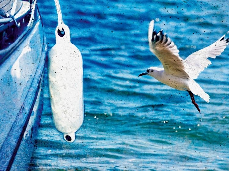 Produktbild: CALVENDO Puzzle M&ouml;we | 1000 Teile Lege-Gr&ouml;&szlig;e 64x48cm Foto-Puzzle f&uuml;r gl&uuml;ckliche Stunden