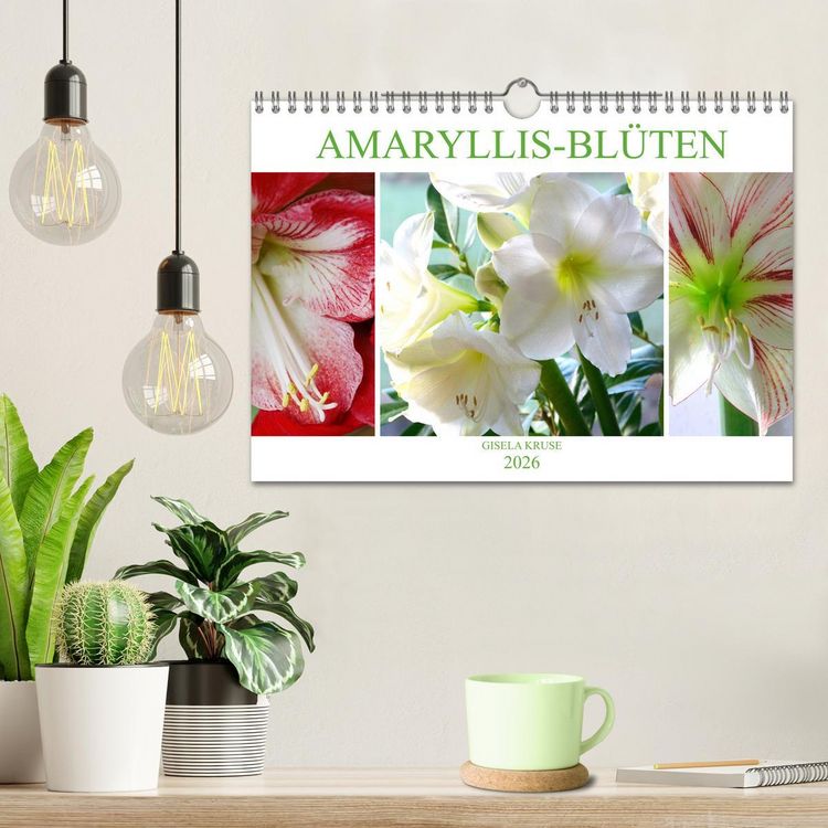 Produktbild: Amaryllis-Bl&uuml;ten (Wandkalender 2026 DIN A4 quer), CALVENDO Monatskalender