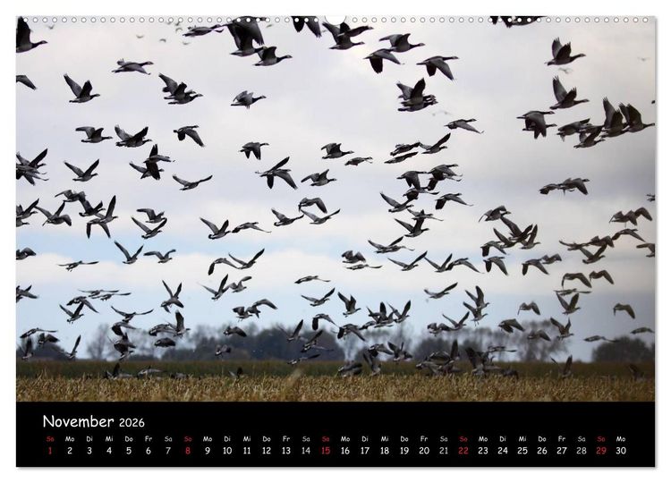 Produktbild: Schrei der Wildg&auml;nse (Wandkalender 2026 DIN A2 quer), CALVENDO Monatskalender