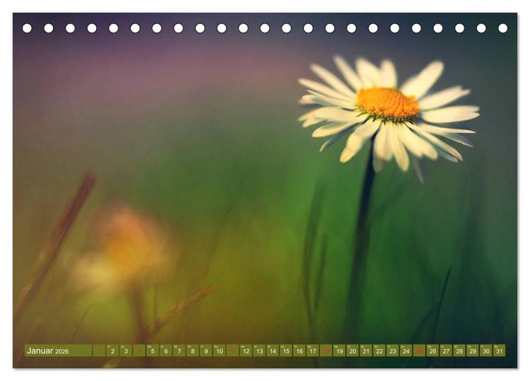 Produktbild: G&auml;nsebl&uuml;mchen Poesie (Tischkalender 2026 DIN A5 quer), CALVENDO Monatskalender