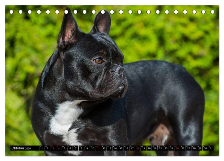 Produktbild: Franz&ouml;sische Bulldogge - Clown auf 4 Pfoten (Tischkalender 2026 DIN A5 quer), CALVENDO Monatskalender