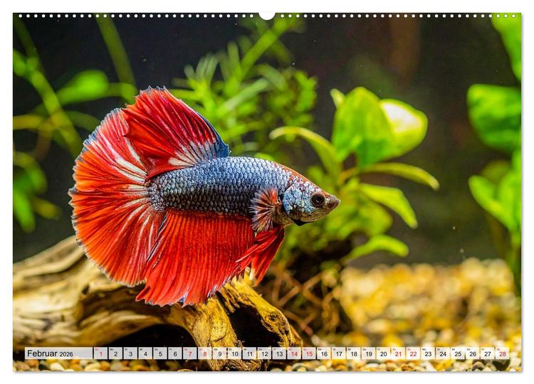Produktbild: Amazonaslichter. Farben der Tiefe (Wandkalender 2026 DIN A2 quer), CALVENDO Monatskalender