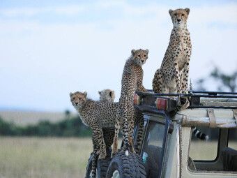 Produktbild: CALVENDO Puzzle Geparden auf dem Jeepdach | 1000 Teile Lege-Gr&ouml;&szlig;e 64 &times; 48 cm Foto-Puzzle f&uuml;r gl&uuml;ckliche Stunden