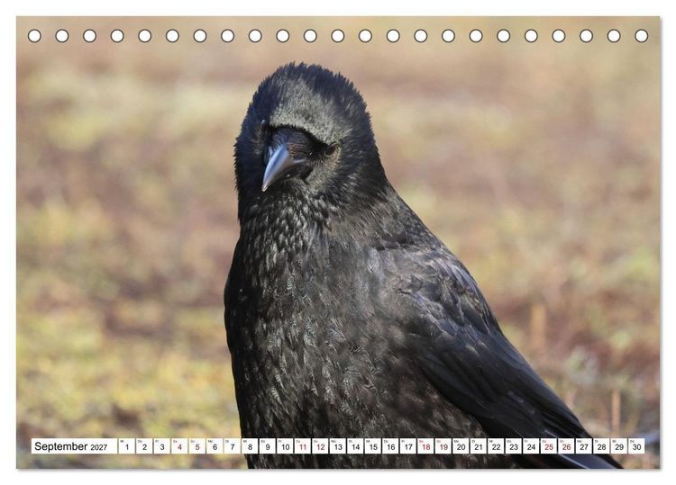 Produktbild: Im Auge der Kr&auml;he (Tischkalender 2027 DIN A5 quer), CALVENDO Monatskalender