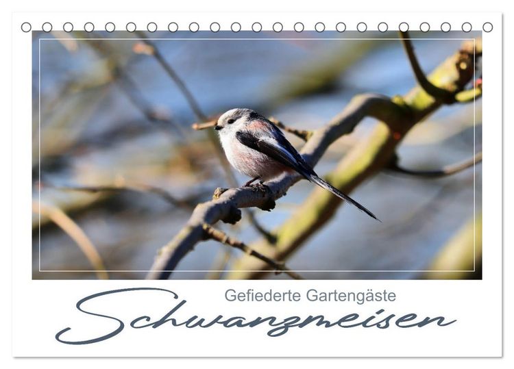 Produktbild: Gefiederte Garteng&auml;ste, Schwanzmeisen (Tischkalender 2026 DIN A5 quer), CALVENDO Monatskalender