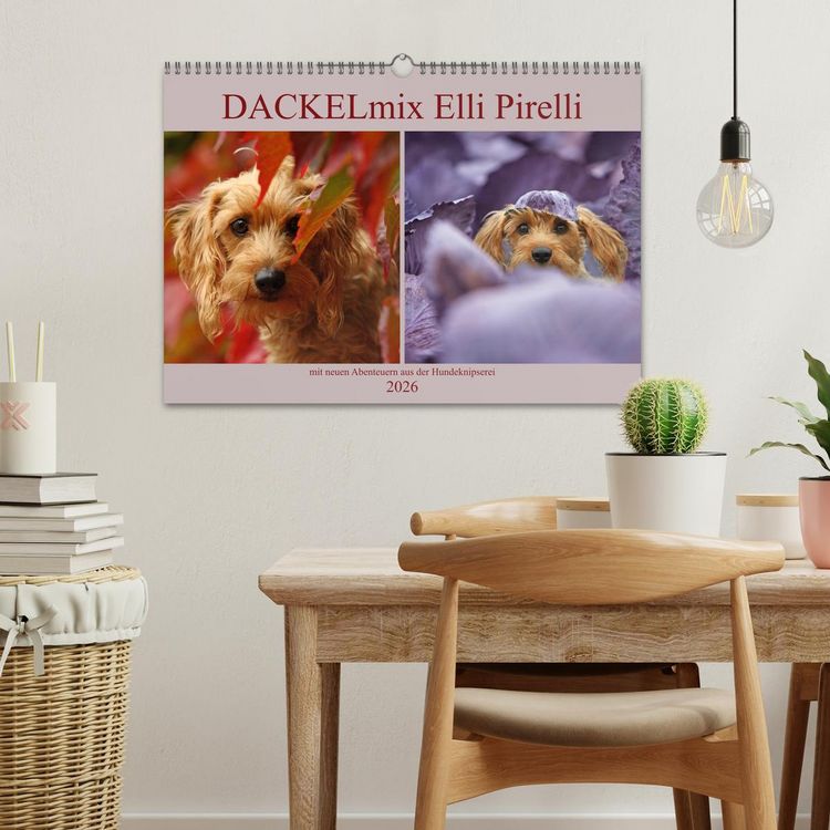Produktbild: DACKELmix Elli Pirelli (Wandkalender 2026 DIN A3 quer), CALVENDO Monatskalender