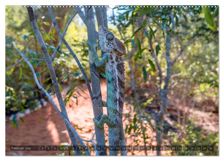 Produktbild: Tierisches Madagaskar (Wandkalender 2026 DIN A2 quer), CALVENDO Monatskalender