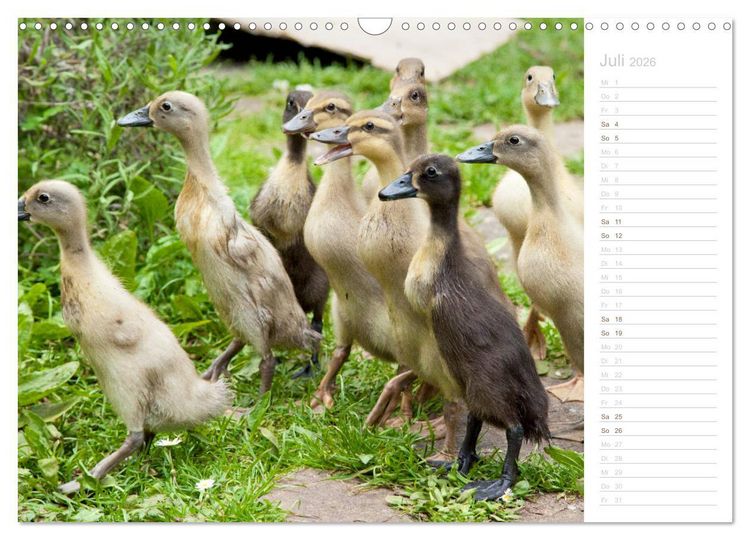 Produktbild: Laufenten - tierisch liebenswerte Zeitgenossen (Wandkalender 2026 DIN A3 quer), CALVENDO Monatskalender