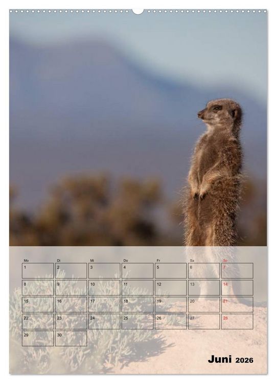 Produktbild: Erdm&auml;nnchen - Afrikas liebenswerte Zwerge (Wandkalender 2026 DIN A2 hoch), CALVENDO Monatskalender