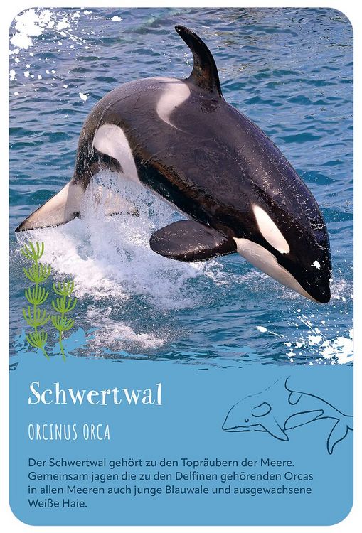 Produktbild: Die 100 sch&ouml;nsten Tiere der Welt