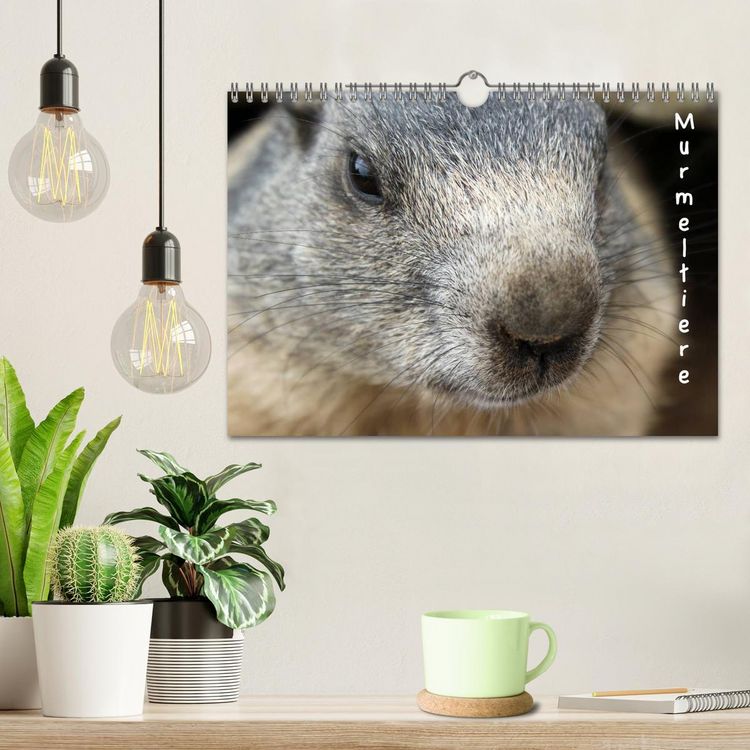 Produktbild: Murmeltiere (Wandkalender 2026 DIN A4 quer), CALVENDO Monatskalender
