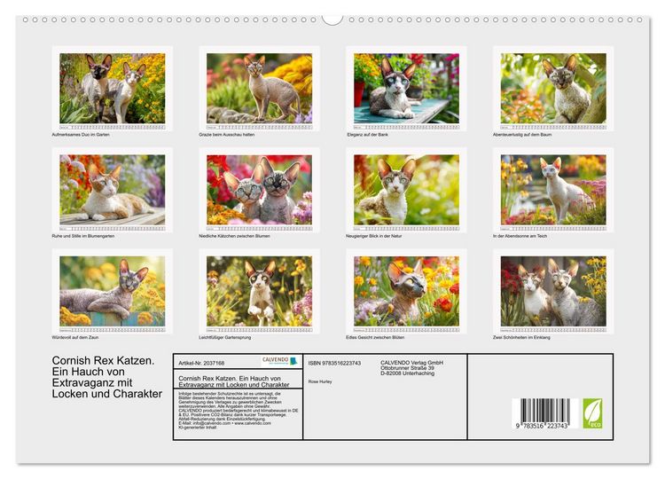 Produktbild: Cornish Rex Katzen. Ein Hauch von Extravaganz mit Locken und Charakter (hochwertiger Premium Wandkalender 2026 DIN A2 quer), Kunstdruck in Hochglanz