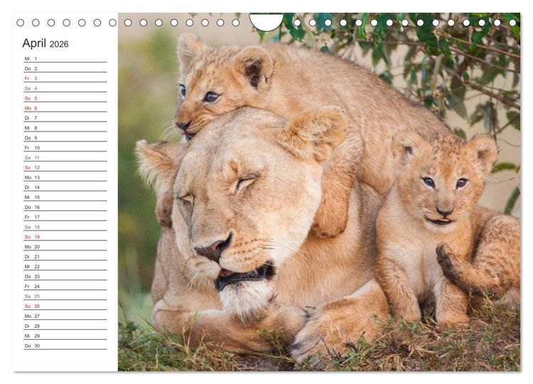 Produktbild: Emotionale Momente: L&ouml;wenbabys - so s&uuml;&szlig;. (Wandkalender 2026 DIN A4 quer), CALVENDO Monatskalender