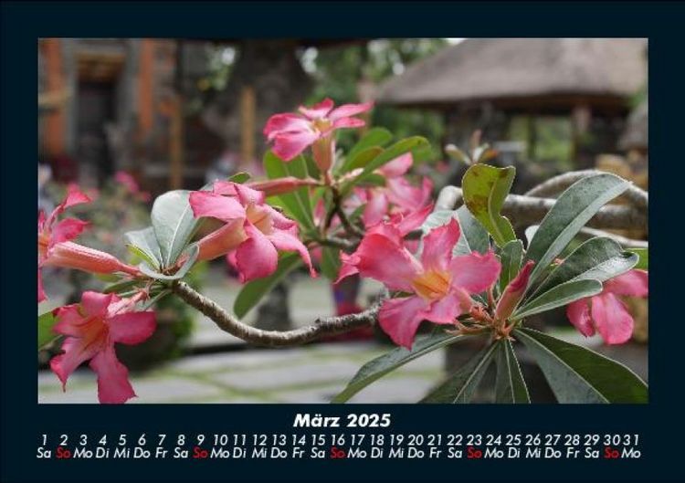 Produktbild: Pflanzen und Bl&uuml;ten 2025 Fotokalender DIN A5