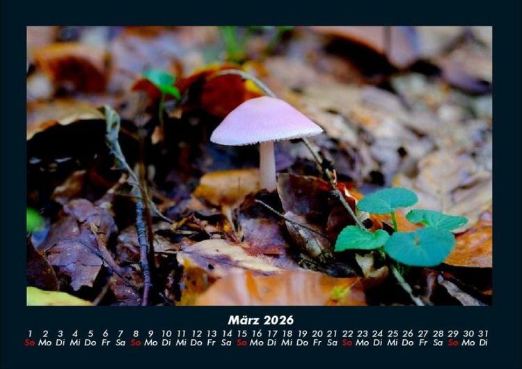 Produktbild: Pilzkalender 2026 Fotokalender DIN A4