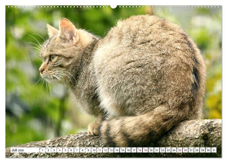 Produktbild: Wildkatzen - Die lautlosen J&auml;ger des Waldes (Wandkalender 2026 DIN A2 quer), CALVENDO Monatskalender