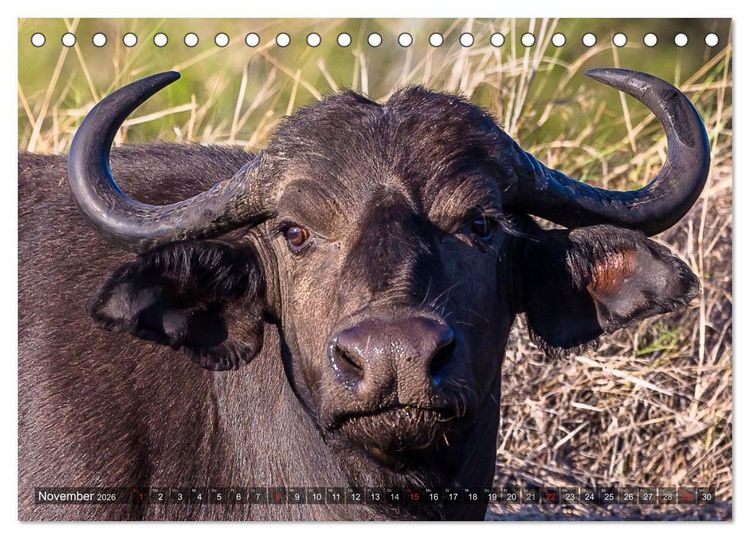 Produktbild: blick kontakt mit tieren im &ouml;stlichen und s&uuml;dlichen afrika (Tischkalender 2026 DIN A5 quer), CALVENDO Monatskalender