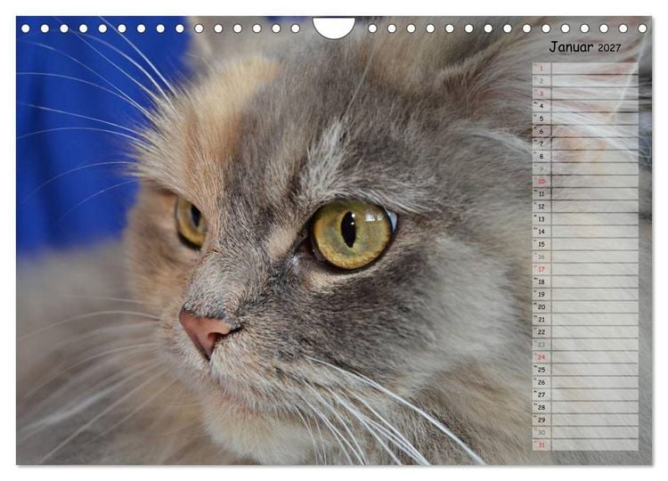 Produktbild: Katzen im Portr&auml;t / Geburtstagskalender (Wandkalender 2027 DIN A4 quer), CALVENDO Monatskalender